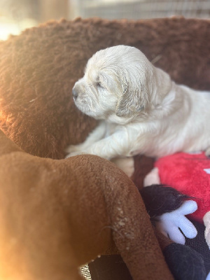 Les chiots de Golden Retriever