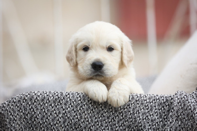 Les chiots de Golden Retriever