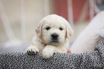 Les chiots de Golden Retriever