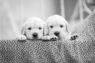 Les chiots de Golden Retriever