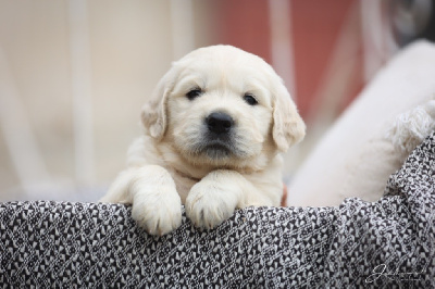 Les chiots de Golden Retriever