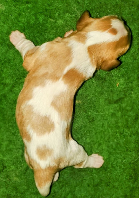 CHIOT 2 - Cavalier King Charles Spaniel