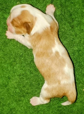 CHIOT 1 - Cavalier King Charles Spaniel