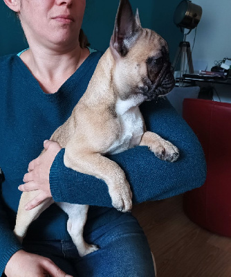 Les chiots de Bouledogue français