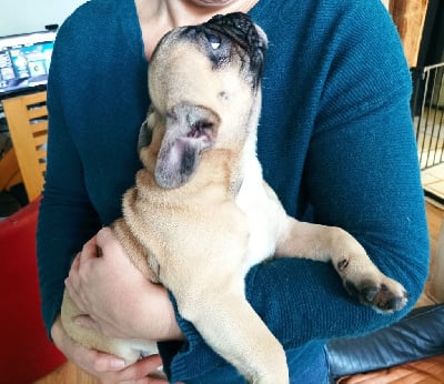 Les chiots de Bouledogue français