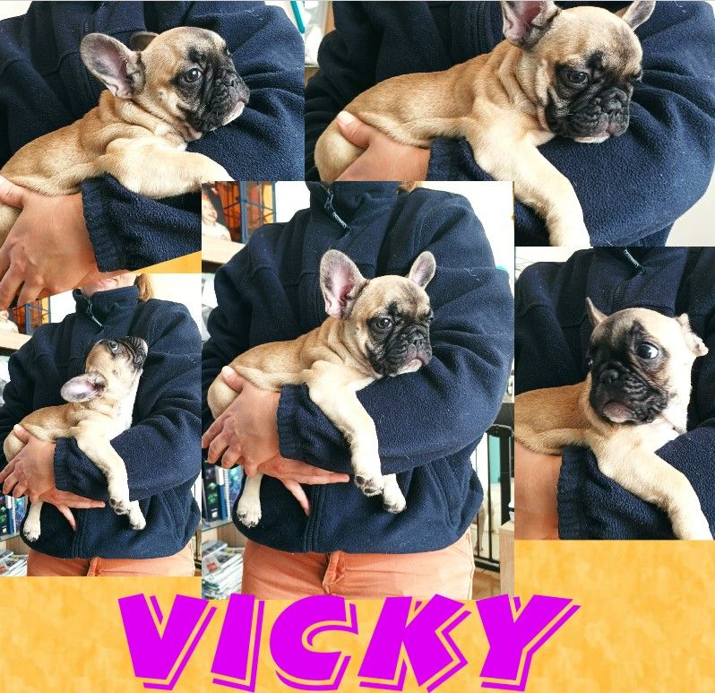 Vicky (nom provisoire) - Bouledogue français