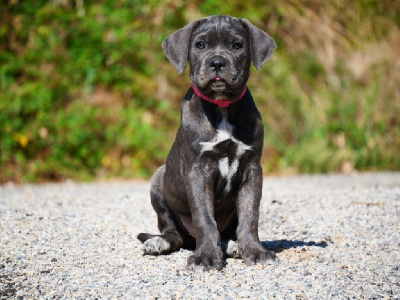 Les chiots de Cane Corso