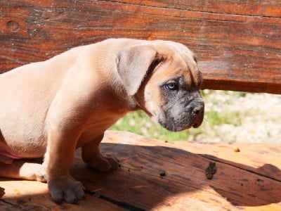 Les chiots de Cane Corso