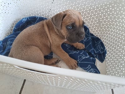 Les chiots de Cane Corso