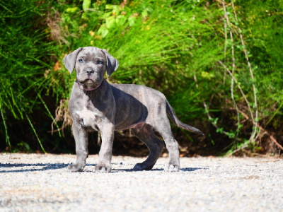 Les chiots de Cane Corso