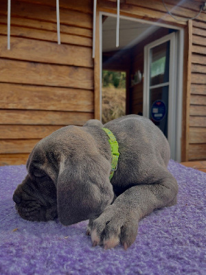 Les chiots de Cane Corso