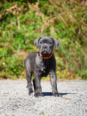 Les chiots de Cane Corso