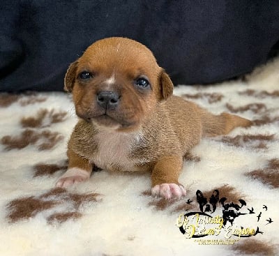 Les chiots de Staffordshire Bull Terrier