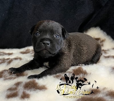 CHIOT 2 - Staffordshire Bull Terrier