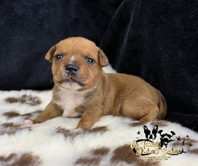 CHIOT 1 - Staffordshire Bull Terrier