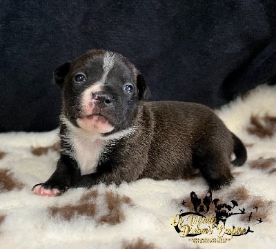 Les chiots de Staffordshire Bull Terrier