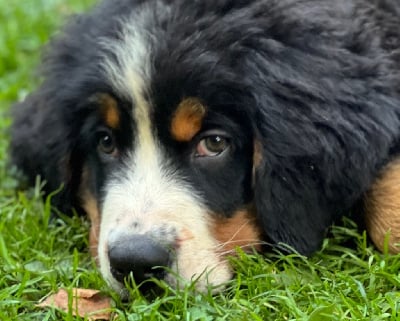 Les chiots de Bouvier Bernois