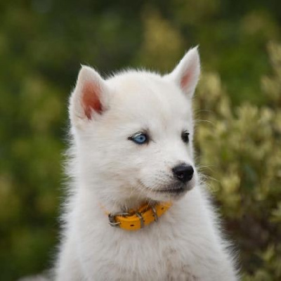 Valkyrie Kari - Siberian Husky