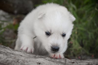 Collier vert - Siberian Husky