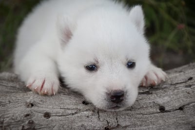 Les chiots de Siberian Husky