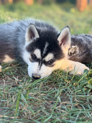 Les chiots de Siberian Husky