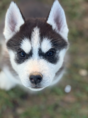 Les chiots de Siberian Husky