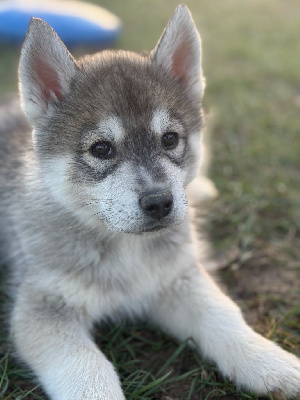 Les chiots de Siberian Husky