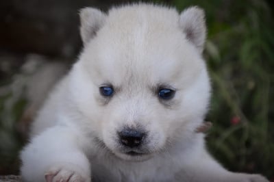 Les chiots de Siberian Husky