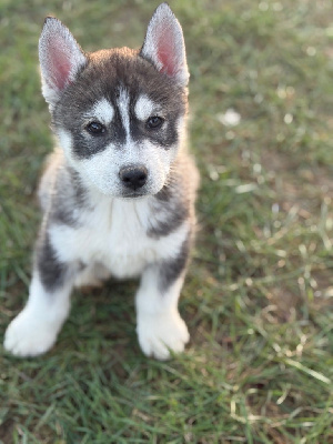 Les chiots de Siberian Husky