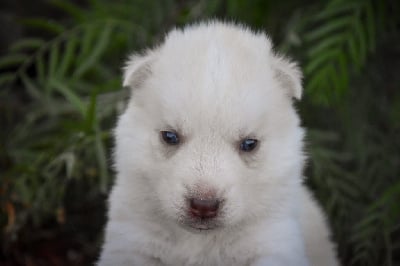 Les chiots de Siberian Husky