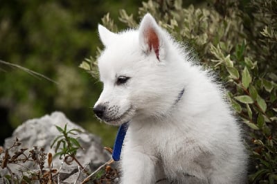 Valkyrie Odin - Siberian Husky