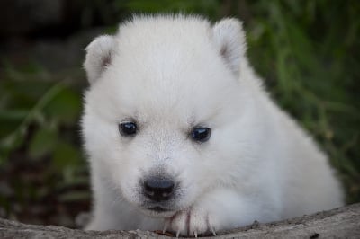 Les chiots de Siberian Husky