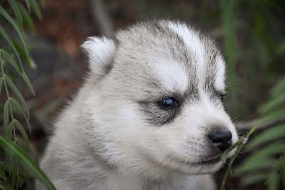 Les chiots de Siberian Husky