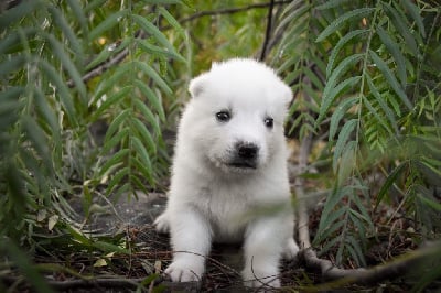 Les chiots de Siberian Husky