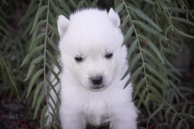 Collier bleu clair - Siberian Husky