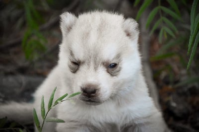 Les chiots de Siberian Husky