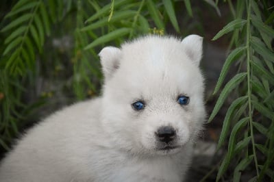 Les chiots de Siberian Husky