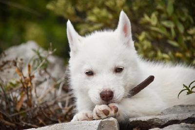 Valkyrie Valdar - Siberian Husky