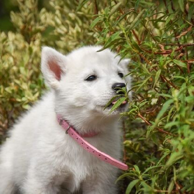 Les chiots de Siberian Husky