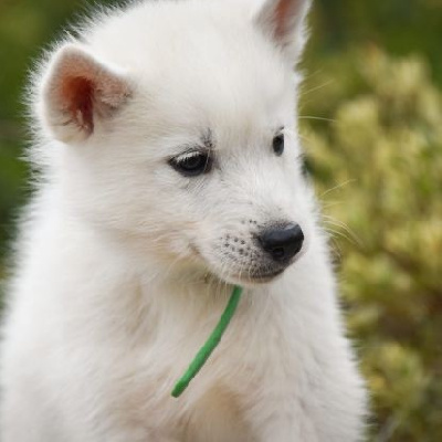 Valkyrie Einari - Siberian Husky