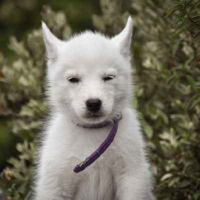 Valkyrie Freya - Siberian Husky