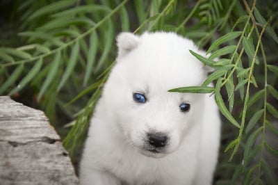 collier rose foncé - Siberian Husky