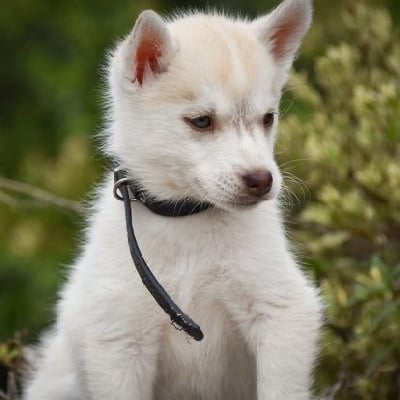 Valkyrie Runa - Siberian Husky