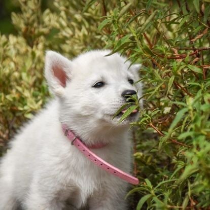 Valkyrie Kelda - Siberian Husky