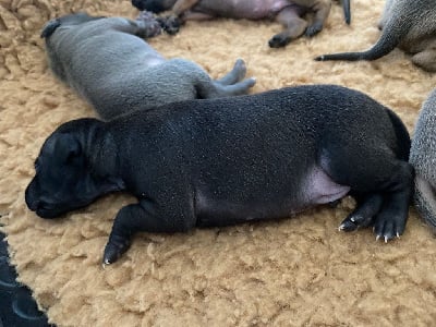 Les chiots de Petit Levrier Italien