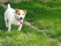 Étalon Jack Russell Terrier - Nestor Des p'tits chupa chups