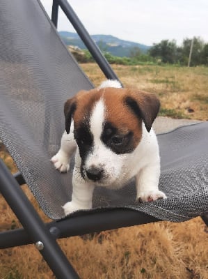 Les chiots de Jack Russell Terrier