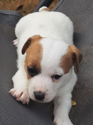 Les chiots de Jack Russell Terrier