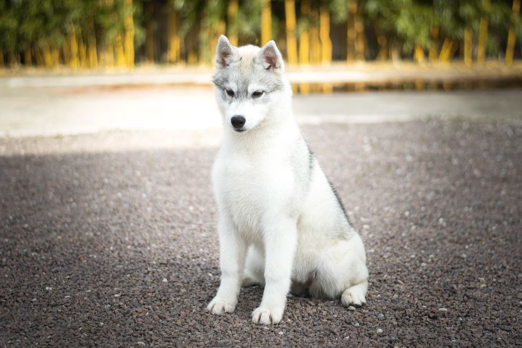 Keeper Show Vivacious Colour - Siberian Husky