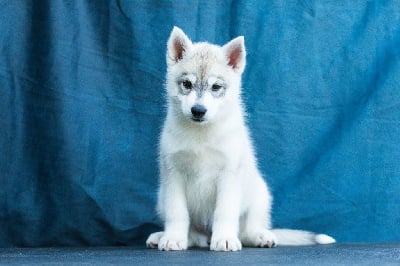 Les chiots de Siberian Husky